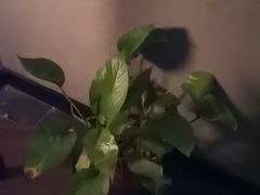 -耳妃躺式采耳SPA馆