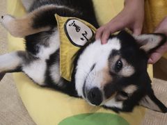 -逗柴咖啡屋·狗咖猫咖宠物桌游