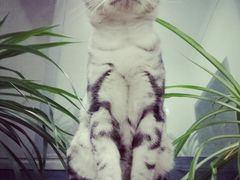 -菲丽丝宠物医院·24小时·猫科中心·免疫点(淮海分院)