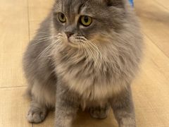 -Let's go狗咖·猫咖·奶狗·桌游(春熙路IFS店)