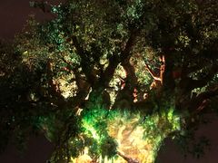 -奥兰多迪士尼动物王国乐园