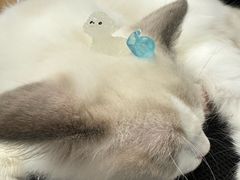 -猫遇摄影工作室
