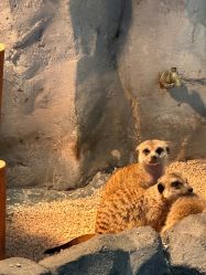 -Zoolung Zoolung动物主题公园(海信广场店)