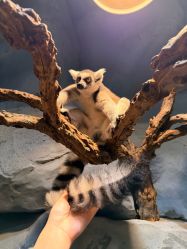 -Zoolung Zoolung动物主题公园(海信广场店)