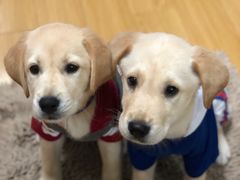 -爱妮康宠物医院·干细胞免疫细胞·肿瘤·心脏(张江店)