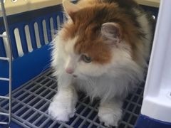 -宠颐生中康贝怡动物医院