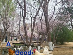 -春风习习