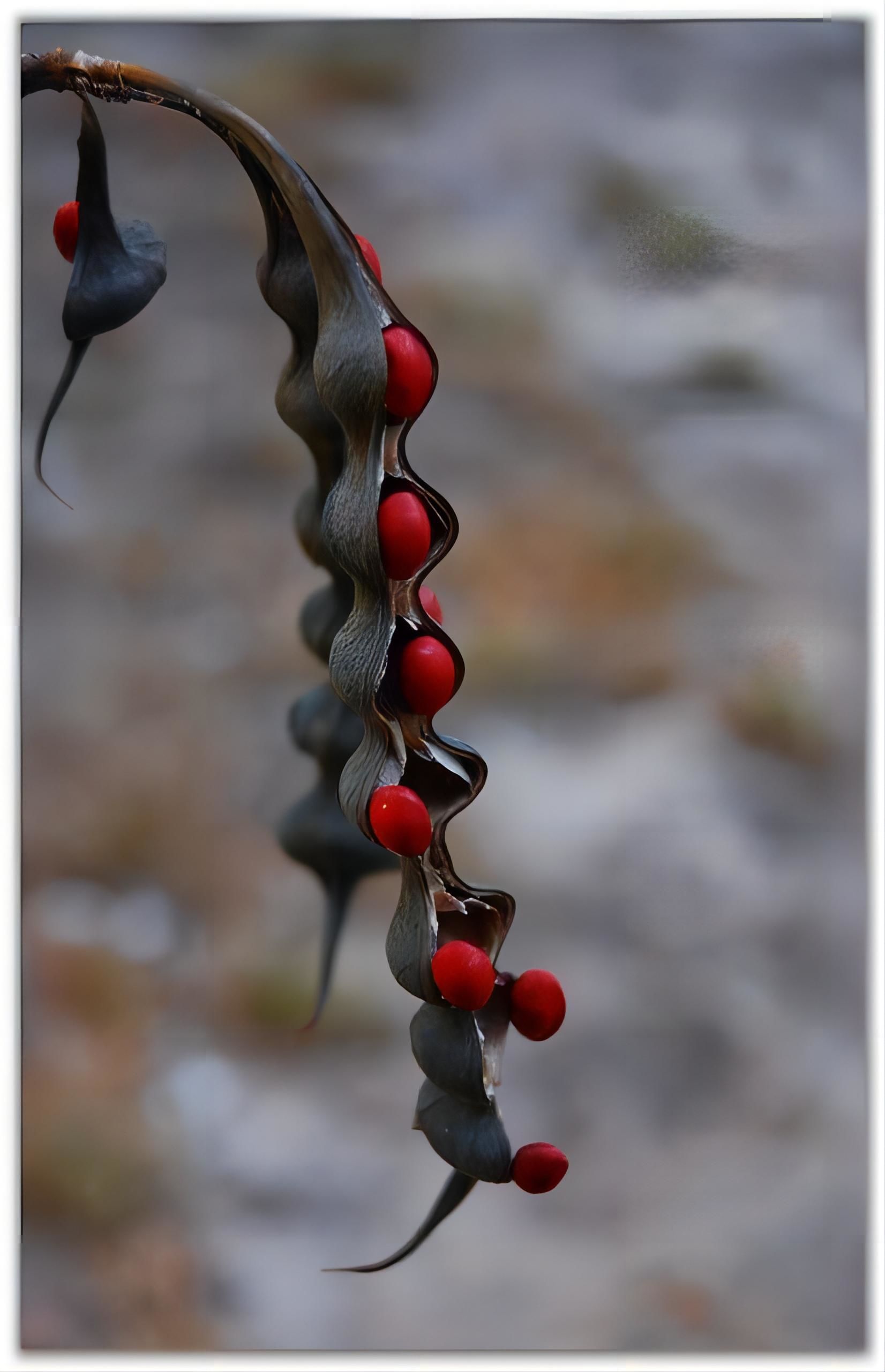 索诺兰沙漠的神秘"蛇蝎美人"——西南珊瑚豆