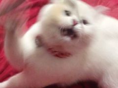 -贝利宠物医院·骨科·眼科·肿瘤转诊中心(南坪诊疗中心)