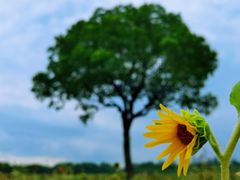 -贡湖湾湿地公园