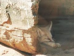 -深圳野生动物园