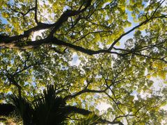 -新加坡植物园