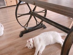 -猫的茶·猫咖