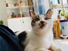 -纳吉亚猫专科动物医院·北北分院