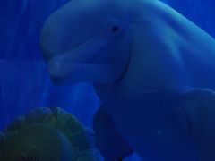 -多彩贵州城极地海洋世界