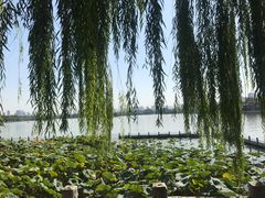 -济南大明湖景区