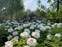 -莲花池公园