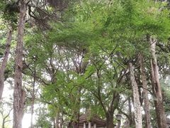 -叶家花园