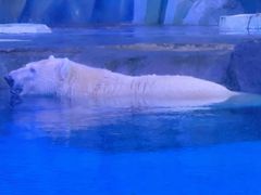 -上海海昌海洋公园-冰山北极馆