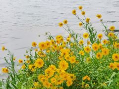 -金银湖国家城市湿地公园