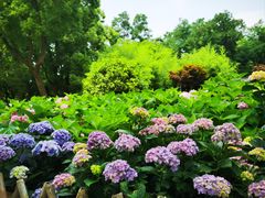 -上海共青森林公园