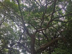 -胡里山炮台