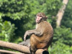 -西双版纳原始森林公园