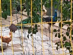 -丽泽山庄·生态怀柔菜·虹鳟鱼(红螺寺店)
