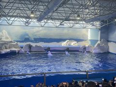 -秦皇岛乐岛海洋王国