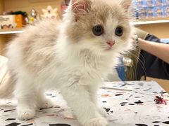 -老吴的猫·猫舍(新区店)