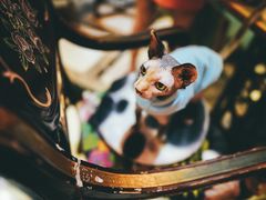 -猫色咖啡·猫咖