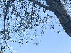 -普洱太阳河森林公园