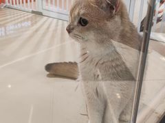 -三花喵·撸猫购宠·宠物生活馆(虹桥南丰城店)