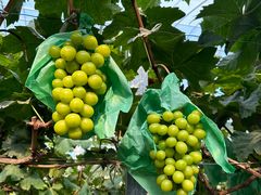 -马陆小张葡萄园农家乐