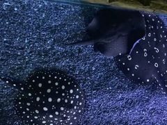 -上海海洋水族馆