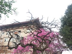 -西安青龙寺遗址景区