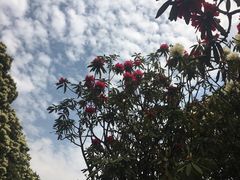 -贵州百里杜鹃风景名胜区