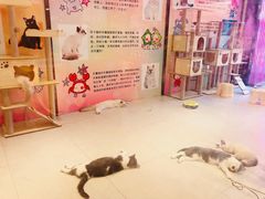 -猫咪博物馆(顶澳仔猫街店)