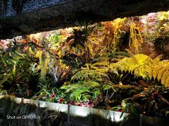 -北京植物园-展览温室