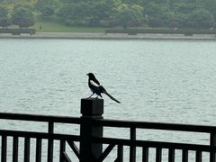 -桐乡凤凰湖