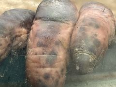 -昆明动物园