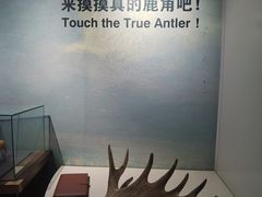 -北京麋鹿生态实验中心