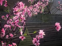 -田园东方蜜桃村的田野营地