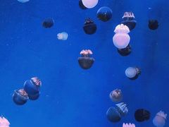 -南昌融创海世界