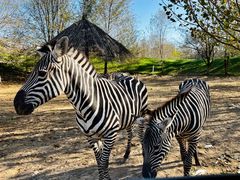 -北京野生动物园