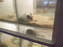 龙猫-龙猫仔乐园(惠福东路店)