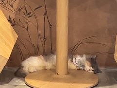 -楼上猫咖(罗湖店)