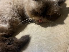 -more than meow吴止猫主题餐厅(承德 中船汇店)