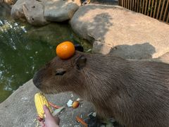 -北京野生动物园