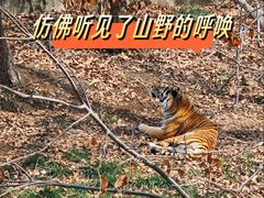 -合肥野生动物园